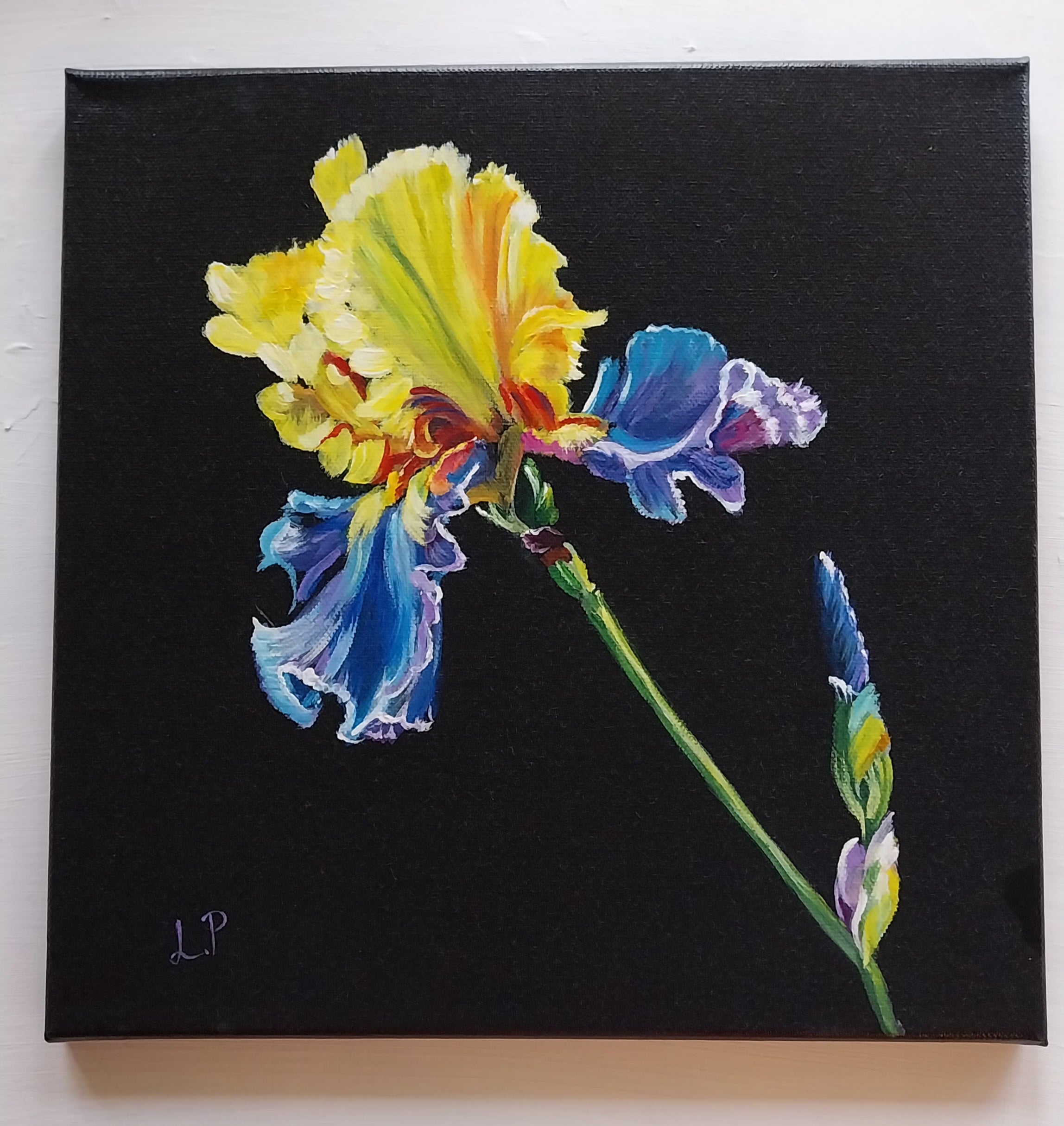 Irisblume auf schwarzen Hintergrund,  30x30cm
